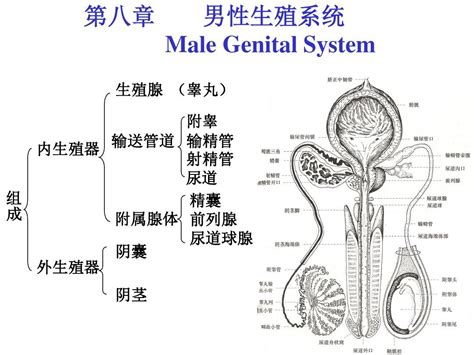 男性性器官|男性生殖系统和骨盆的解剖学：附标记的插图和定义 